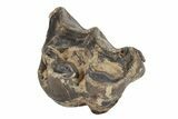 Fossil Eocene Mammal (Plagiolophus) Molar - France #248663-1